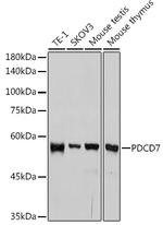 PDCD7 Antibody in Western Blot (WB)