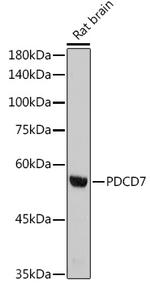 PDCD7 Antibody in Western Blot (WB)