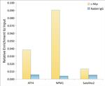 c-Myc Antibody in ChIP Assay (ChIP)