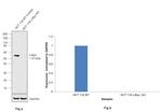 c-Myc Antibody in Western Blot (WB)