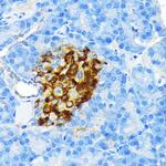 Insulin Antibody in Immunohistochemistry (Paraffin) (IHC (P))