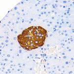 Insulin Antibody in Immunohistochemistry (Paraffin) (IHC (P))