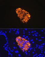 Insulin Antibody in Immunohistochemistry (Paraffin) (IHC (P))