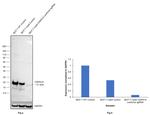 p21 Antibody in Western Blot (WB)