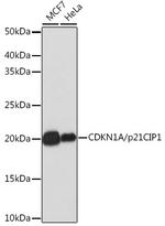 p21 Antibody in Western Blot (WB)