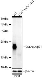 p21 Antibody in Western Blot (WB)