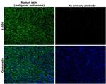 S100B Antibody in Immunohistochemistry (Paraffin) (IHC (P))