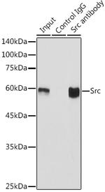 SRC Antibody in Immunoprecipitation (IP)