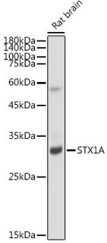 Syntaxin 1 Antibody in Western Blot (WB)