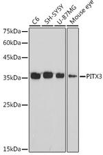 PITX3 Antibody in Western Blot (WB)