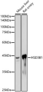 HSD3B1 Antibody in Western Blot (WB)