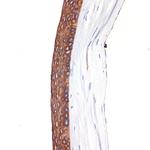 Cytokeratin 12 Antibody in Immunohistochemistry (Paraffin) (IHC (P))