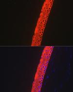 Cytokeratin 12 Antibody in Immunohistochemistry (Paraffin) (IHC (P))