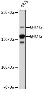 EHMT2 Antibody in Western Blot (WB)