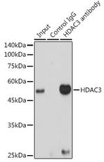 HDAC3 Antibody in Immunoprecipitation (IP)