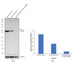 HDAC3 Antibody in Western Blot (WB)