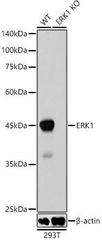 ERK1 Antibody in Western Blot (WB)