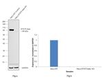 STAT5 beta Antibody in Western Blot (WB)