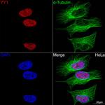 YY1 Antibody in Immunocytochemistry (ICC/IF)