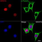 ARID1A Antibody in Immunocytochemistry (ICC/IF)