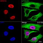 ARID1A Antibody in Immunocytochemistry (ICC/IF)