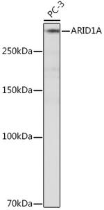 ARID1A Antibody in Western Blot (WB)