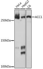 Acetyl-CoA Carboxylase Antibody in Western Blot (WB)