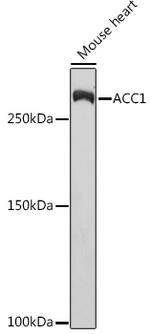 Acetyl-CoA Carboxylase Antibody in Western Blot (WB)