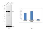 SOX9 Antibody