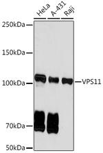 VPS11 Antibody in Western Blot (WB)