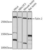 Talin 2 Antibody in Western Blot (WB)