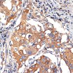 Argonaute 3 Antibody in Immunohistochemistry (Paraffin) (IHC (P))