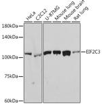 Argonaute 3 Antibody in Western Blot (WB)