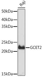 GCSAM Antibody in Western Blot (WB)