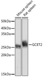 GCSAM Antibody in Western Blot (WB)