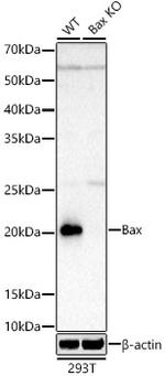 BAX Antibody