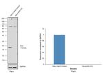 BAX Antibody in Western Blot (WB)