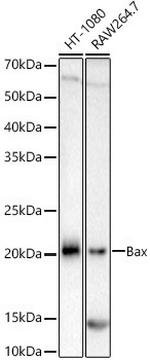 BAX Antibody in Western Blot (WB)