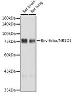 NR1D1 Antibody in Western Blot (WB)