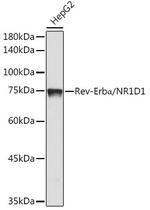 NR1D1 Antibody in Western Blot (WB)