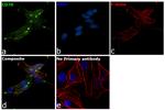 CD70 Antibody in Immunocytochemistry (ICC/IF)