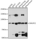 SMURF2 Antibody in Western Blot (WB)