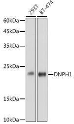 RCL Antibody in Western Blot (WB)