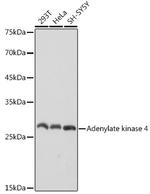 Adenylate Kinase 4 Antibody in Western Blot (WB)