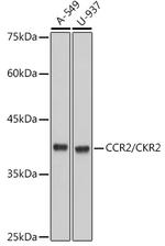 CCR2 Antibody in Western Blot (WB)