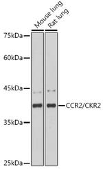 CCR2 Antibody in Western Blot (WB)