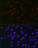 USP39 Antibody in Immunocytochemistry (ICC/IF)