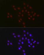 USP39 Antibody in Immunocytochemistry (ICC/IF)