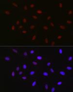 USP39 Antibody in Immunocytochemistry (ICC/IF)