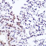 USP39 Antibody in Immunohistochemistry (Paraffin) (IHC (P))